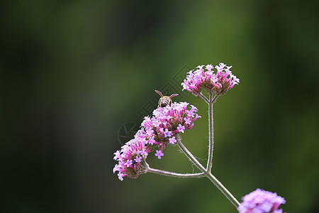 从粉色花朵中收集蜜蜂花粉图片