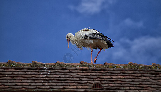 斯托克在屋顶上行走天空翅膀动物群栖息地脖子账单蓝色动物保护野生动物图片