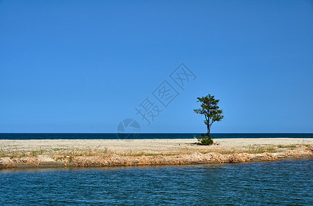 乌斯提河孤树背景图片