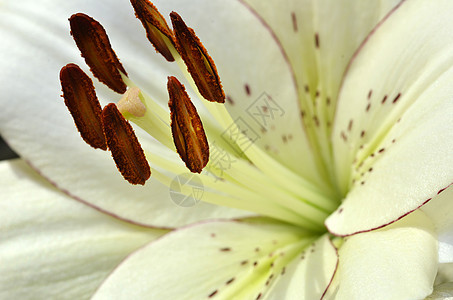 美丽的百合花在花园中生长正方形花瓣植物植物群雌蕊季节花粉植物学宏观柱头图片