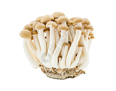 棕色蜂蜜蘑菇图片