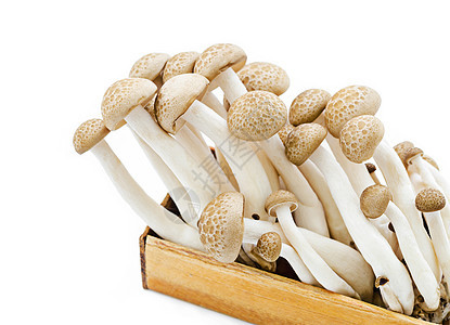 乳蘑菇是棕色的品种盒子菌类镶嵌美味蔬菜食物营养木头山毛榉孢子图片