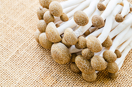 麻袋蘑菇图片