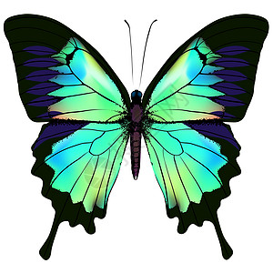 它制作图案的蝴蝶矢量翅膀插图森林绘画艺术昆虫白色鳞翅目绿色野生动物图片