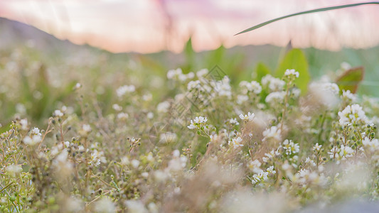 鲜花田白花夕阳花花田白色花朵图片