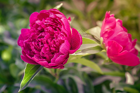 绿叶间红小马红色花瓣花园季节植物绿色植物群装饰品灌木园艺图片