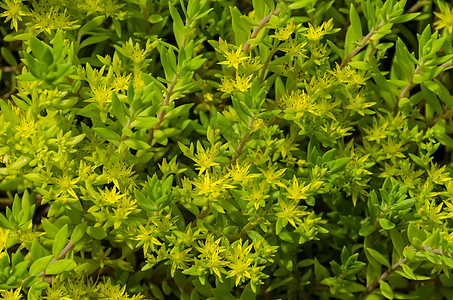 Goldmos石块或Sedum acre背景图片