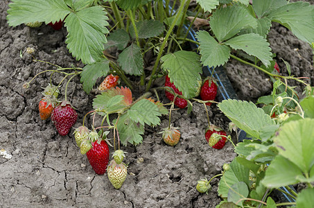 草莓有机种植及菜园滴水灌溉技术蔬菜食物脆弱性场地软管管道农业园艺叶子地球图片