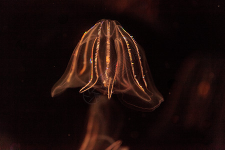 夏洛姆切诺福罗拉纤毛水母海蜇水族馆海洋椭圆形图片