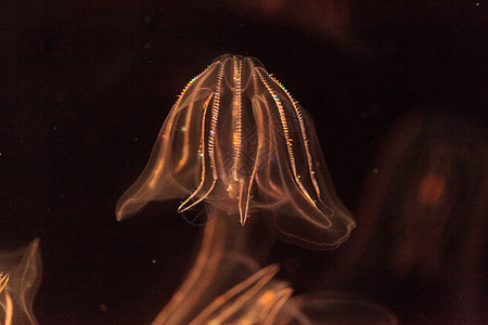 夏洛姆切诺福罗拉纤毛椭圆形海洋海蜇水族馆水母图片