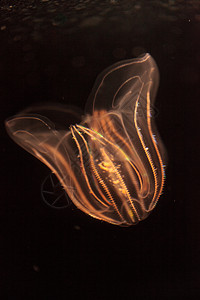 夏洛姆切诺福罗拉海洋纤毛椭圆形海蜇水母水族馆图片
