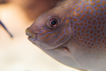 黄斑兔子鱼盐水眼睛滴答珊瑚海洋图片