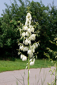 yucca (Yucca 丝状树)图片