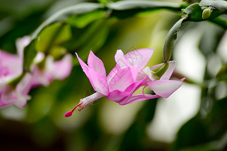 紧贴粉红仙人掌花图片