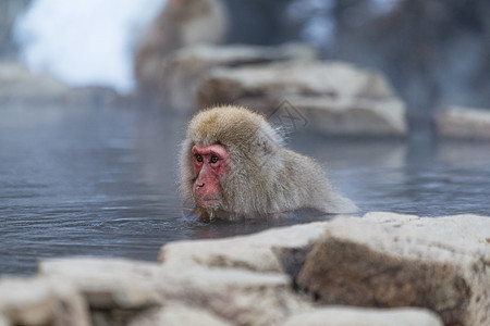 猴仔日语的热泉 享受日本文的温泉图片