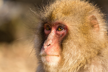日本的猴子国家婴儿公园植物群荒野野生动物濒危毛皮鼻子哺乳动物图片