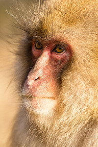 可爱猴子拥抱哺乳动物毛皮猕猴团体生活荒野国家旅行野生动物图片