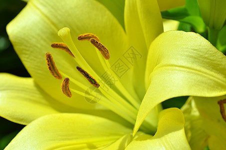 美丽的百合花在花园中生长季节宏观植物花瓣雌蕊植物群百合植物学雏菊花粉图片