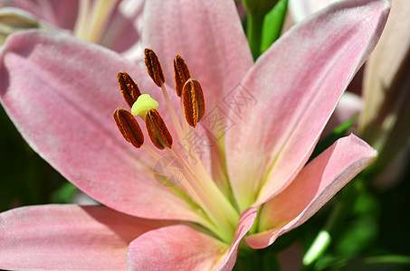 美丽的百合花在花园中生长正方形花粉奶油雏菊植物植物群花瓣百合宏观雌蕊图片