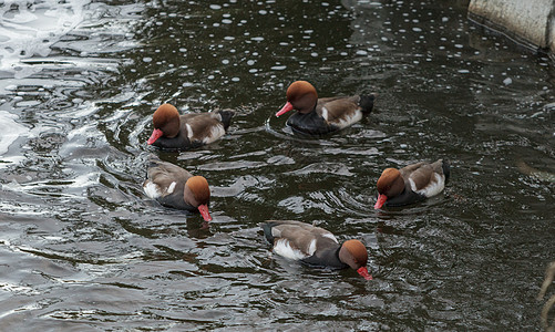 红土果园游泳男性鸭子脊椎动物红褐色野生动物羽毛账单鸟类环境图片