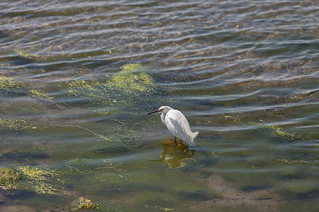 白雪 埃格莱特 伊格莱塔图拉 鸟滨鸟湿地刷子翅膀饲料海滩沼泽潮汐池衬套海岸线图片