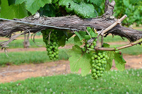 绿葡萄葡萄园绿色树叶植物图片