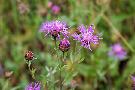 野花紫花(卡杜乌斯)图片