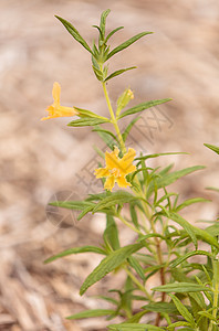 粘黏猴子花植物背景图片