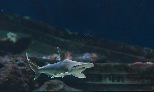 锤头鲨鱼沉船海景灰色珊瑚热带野生动物危险海洋动物锤子图片