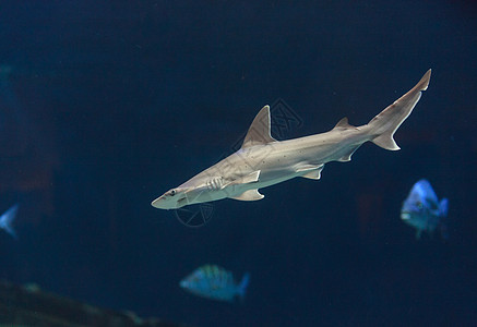 锤头鲨鱼热带海景海洋珊瑚扇形野生动物锤子沉船动物灰色图片