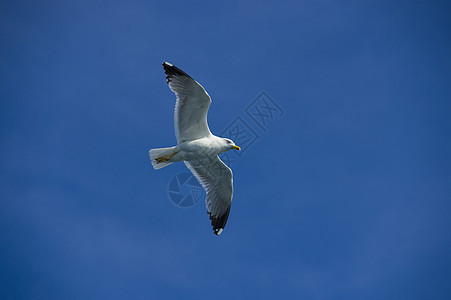 飞行白信天翁海浪天空空气自由海鸥野生动物翅膀白色荒野动物图片