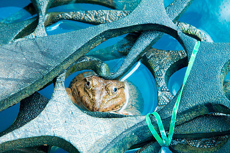 池塘中的青蛙植物眼睛蟾蜍动物环境荒野百合生态公园沼泽图片