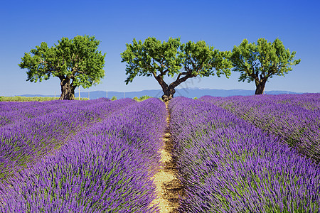 深紫色田地风景场地植物农村天空疗法蓝色收成芳香草本植物图片