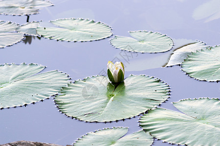 白彩水莉莉或莲花花在池塘上漂浮水滴花园草药花坛水面保健药品宏观场景色彩图片