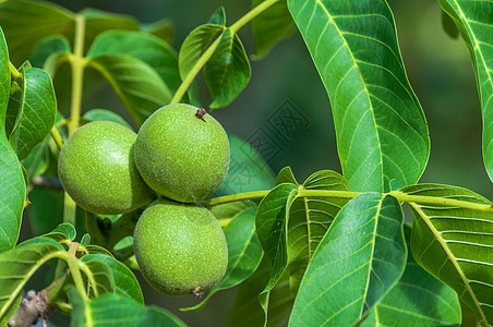 树上新鲜的胡桃营养食物植物叶子绿色花园坚果核桃果园收成图片