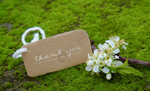 感谢背景 白花和白花明信片花束白色植物群感激问候语苔藓礼物卡片绿色图片