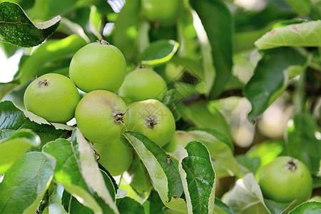 树上绿苹果季节农业生长叶子果园花园水果收成图片