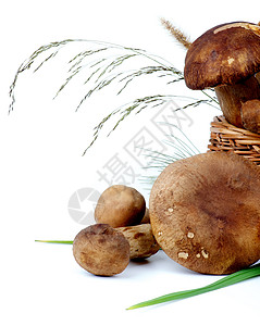 蘑菇素食干草健康饮食森林饮食蔬菜生食柳条美食家食物图片