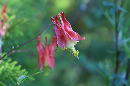 科伦本花花花园粉色植物生长植物群花瓣绿色野花公园白色图片