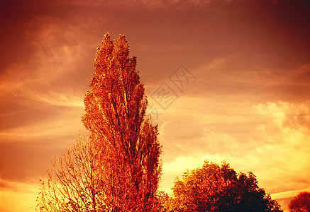 红色效果树背景图片