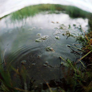 旅行青蛙湖中的青蛙艺术杂草摄影旅行照片植被正方形日光背景