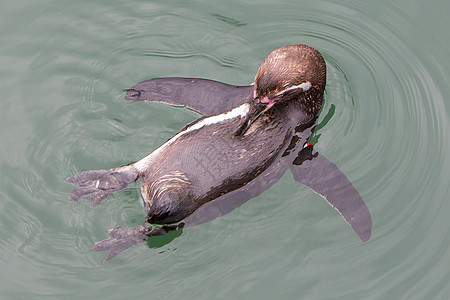 Humboldt企鹅戒指游泳生物数字荒野水池鸟类俘虏水禽环状图片