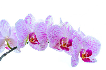 白色背景上孤立的美丽粉色兰花热带礼物紫色花园装饰风格植物园艺花瓣植物学图片