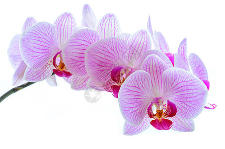 白色背景上孤立的美丽粉色兰花植物学植物群紫色花园叶子园艺花瓣礼物花束风格图片