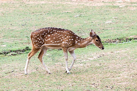 鹿地标衬套绿色白色野生动物哺乳动物国家尾巴公园图片
