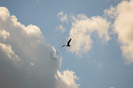 鸟在天空中高飞向白云图片