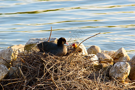 Moorhen 照顾巢里的小鸡图片