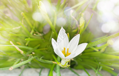 白色花朵或雨莉莉 浪漫柔软的情调图片