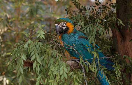 蓝色和黄色马aw鹦鹉鸟金刚鹦鹉热带鹦鹉羽毛鸟类图片
