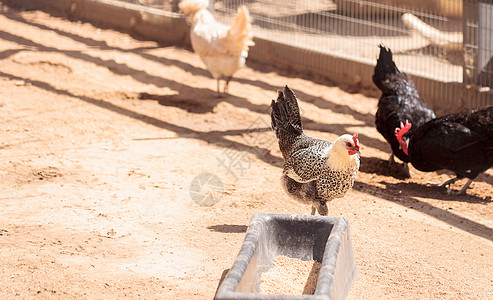 黑 黄 棕 白和黑鸡白色饲料谷仓胡子农场家畜家禽花边母鸡香客图片